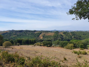 Land of 84.200m2 excellent for Rural Tourism project!, Property for sale in Óbidos, Leiria, BL638